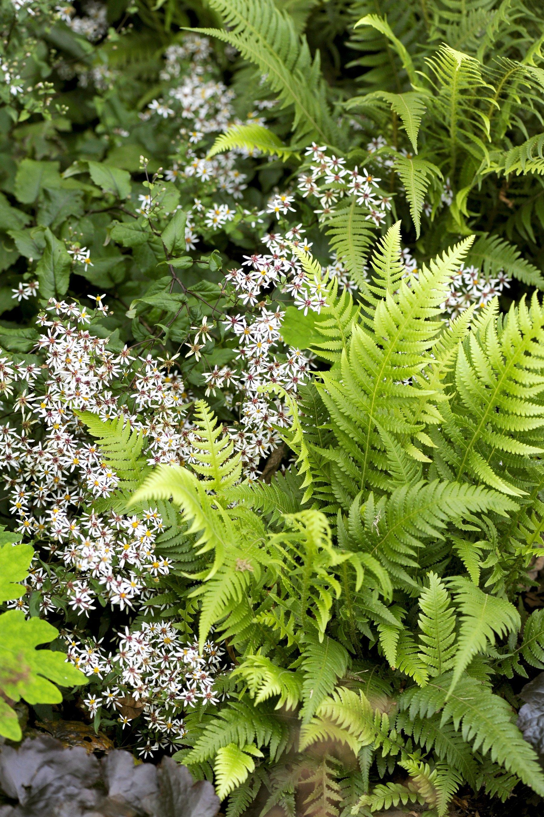 Sustainable Landscapes Through Smart Planting -   18 plants Texture ferns ideas