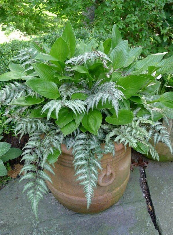 Los mejores helechos para cultivar en maceta -   18 plants Texture ferns ideas