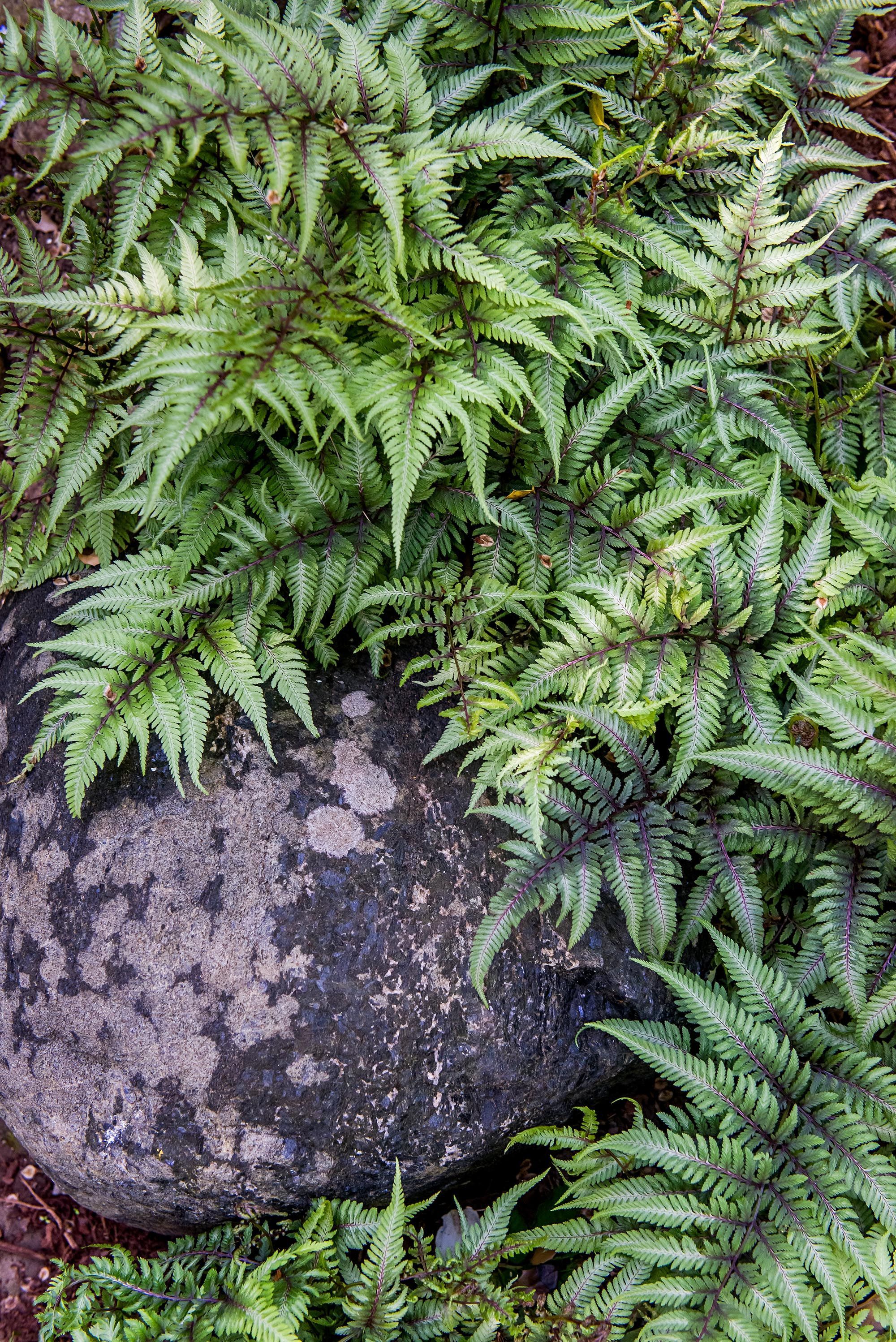 Everything You Need to Know About Planting and Caring for Ferns -   18 plants Texture ferns ideas