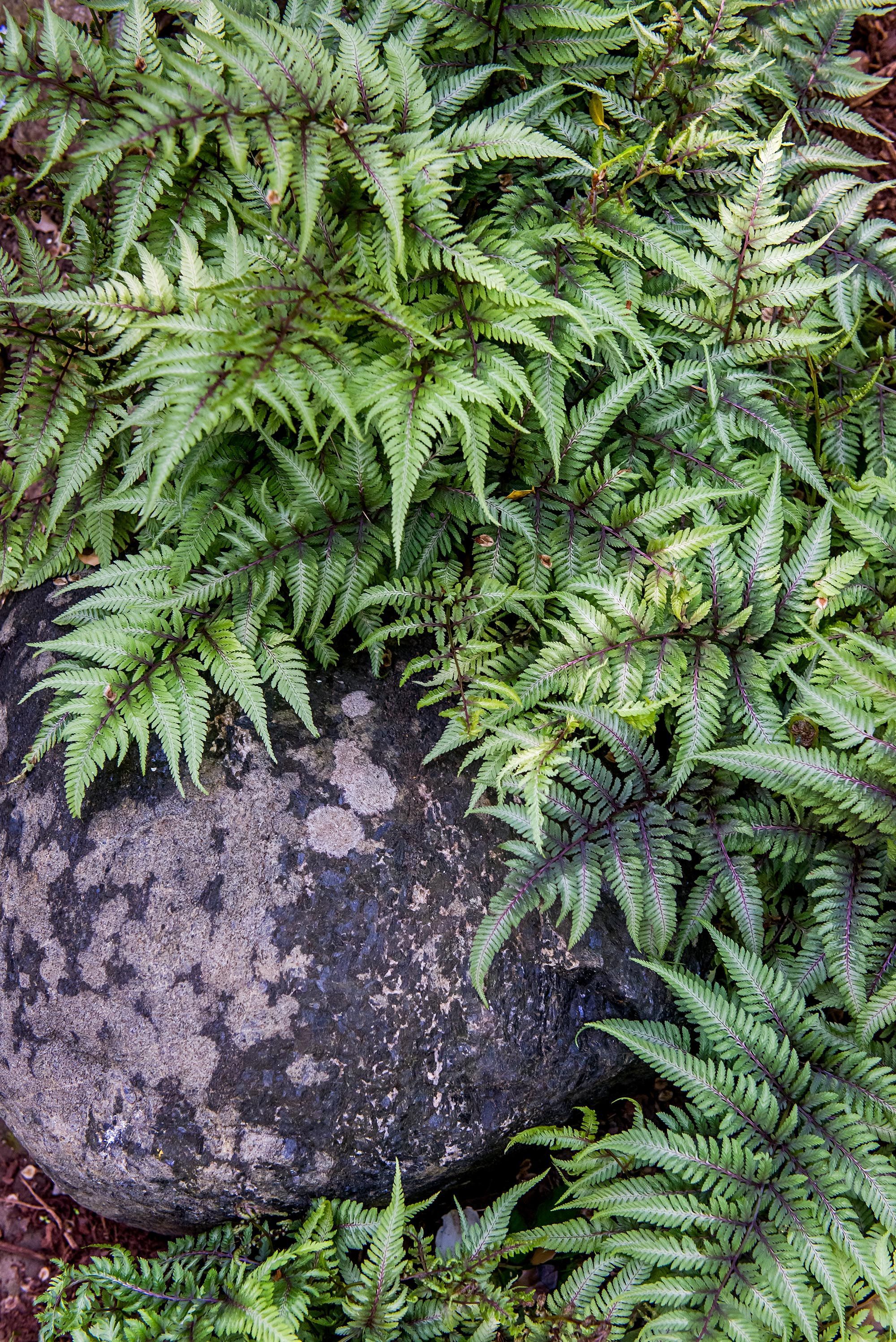 18 plants Texture ferns ideas