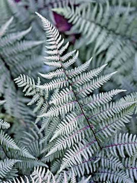 Ghost Fern -   18 plants Texture ferns ideas