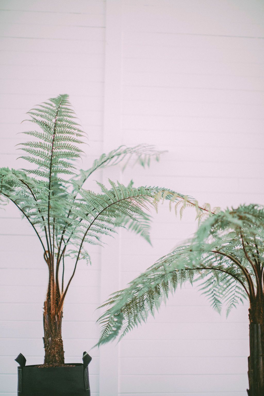 18 plants Texture ferns ideas