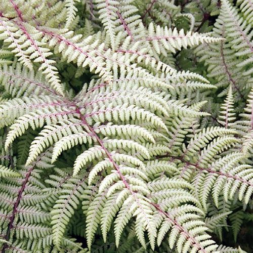 18 plants Texture ferns ideas