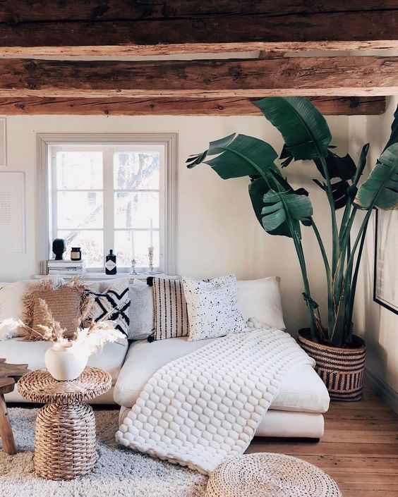 8 cozy plants Room ideas