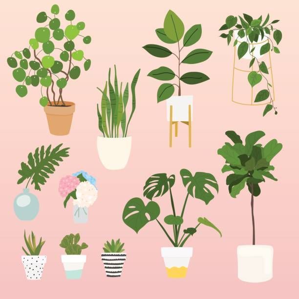 House Plants -   15 planting Indoor drawing ideas