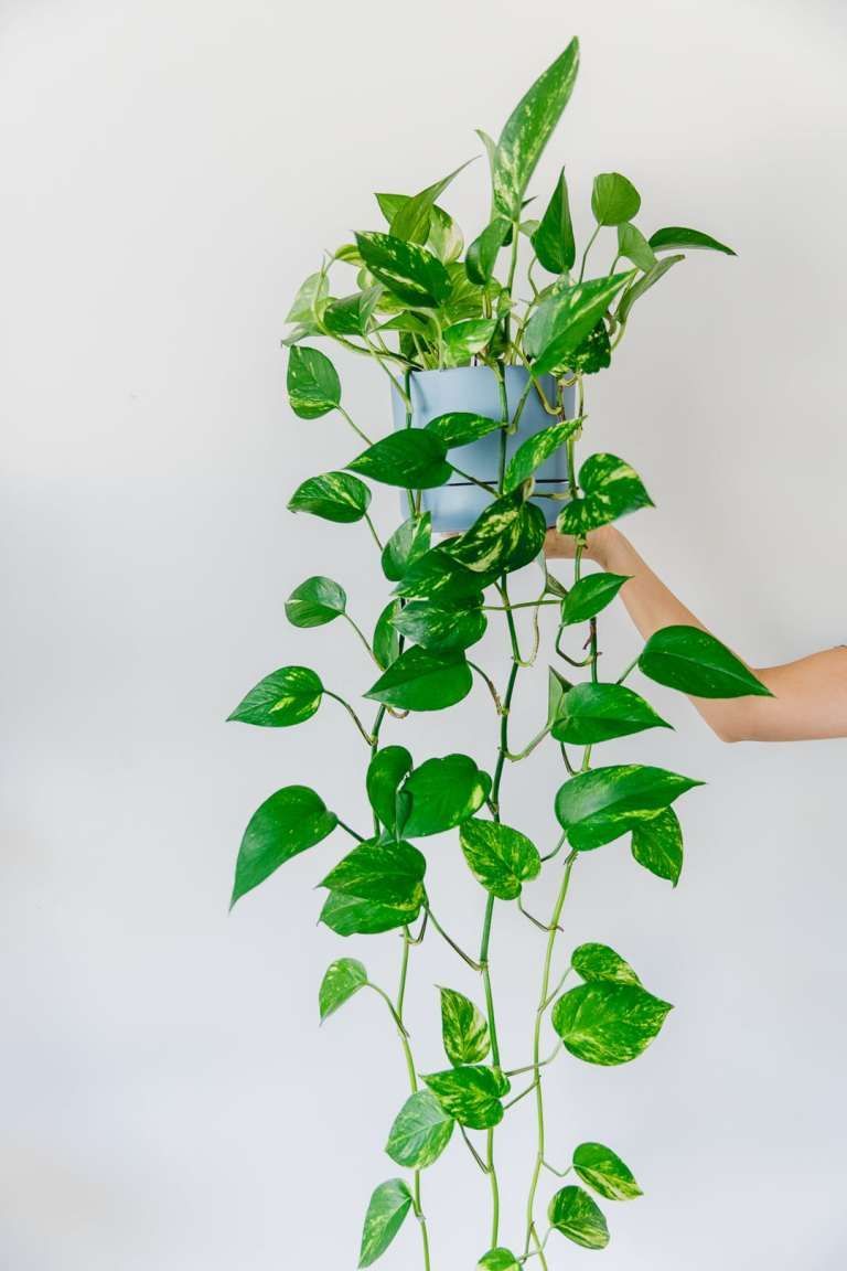 The Best Indoor Hanging Plants -   15 planting Indoor drawing ideas