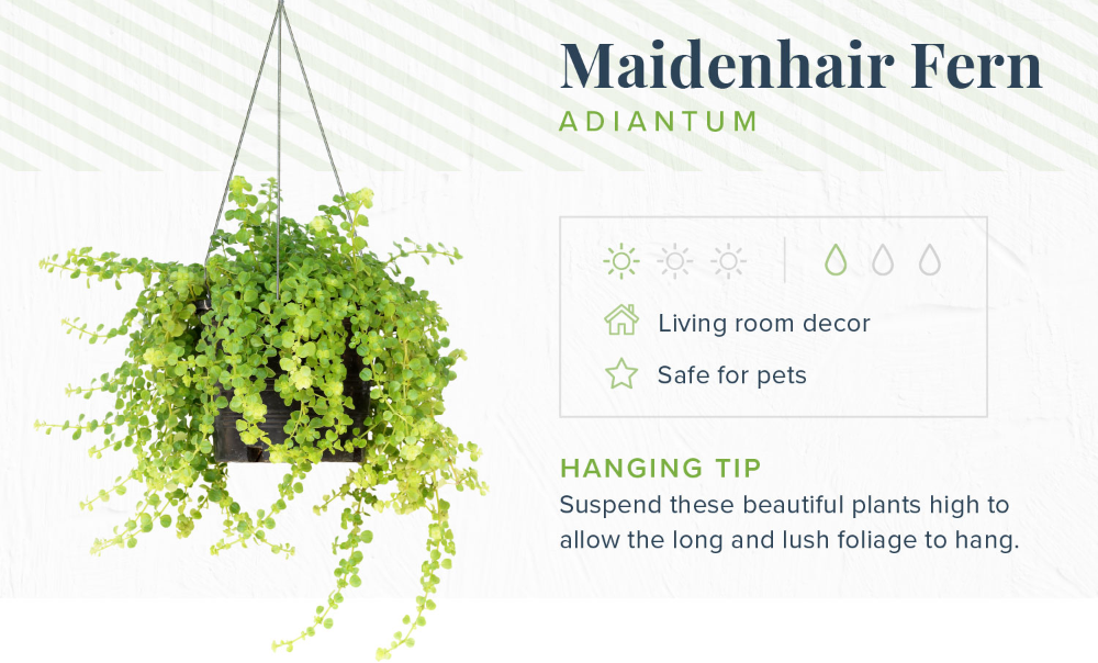 16 Indoor Hanging Plants to Decorate Your Home | ProFlowers -   15 planting Indoor drawing ideas