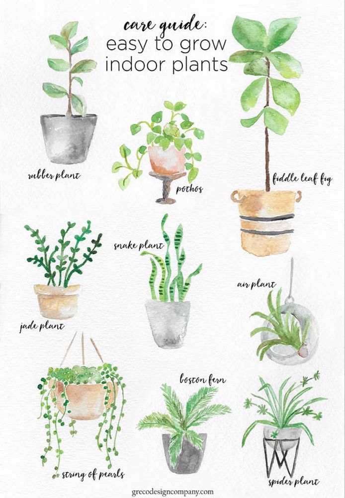 A Guide to Caring for Easy to Grow Indoor Plants -   15 planting Indoor drawing ideas