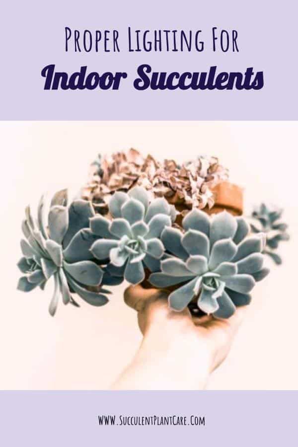 Proper Lighting for Succulents Indoors -   15 planting Indoor drawing ideas