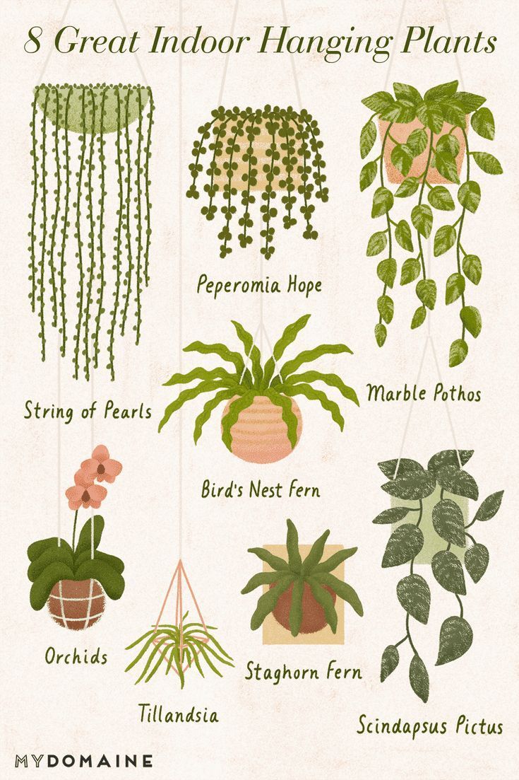 The 10 Best Indoor Hanging Plants to Turn Your Home Into a Jungle -   15 planting Indoor drawing ideas