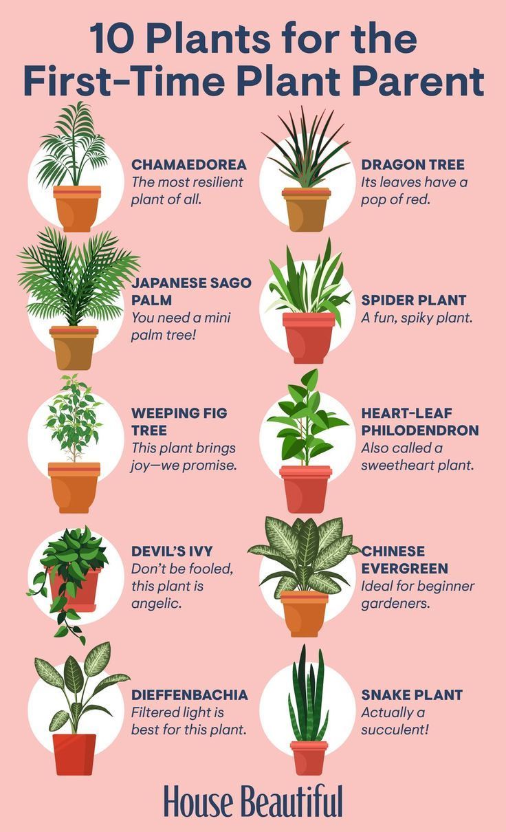 Low-Light Houseplants You Don't Need a Green Thumb to Keep Alive -   15 planting Indoor drawing ideas