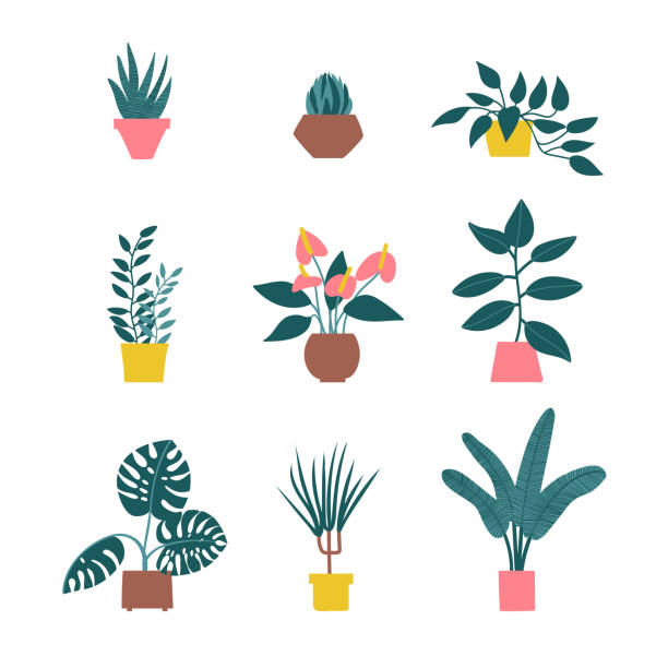 House plants set. -   15 planting Indoor drawing ideas