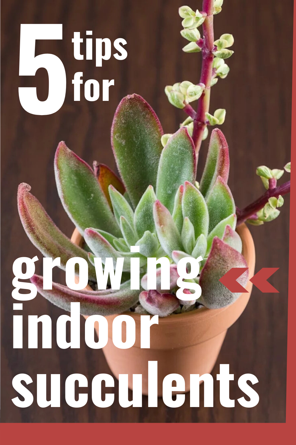 Learn how to grow succulents indoors | 5 Easy Tips! -   15 planting Indoor drawing ideas