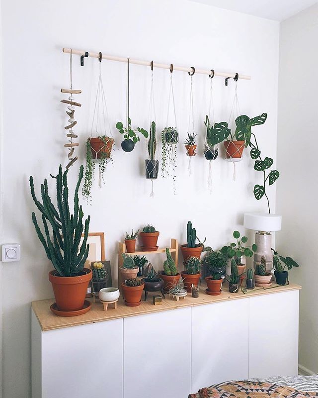 Plants and Pets: Our 10 Favorite Pet-Safe Indoor Plants and 7 to Avoid -   16 plants In Bedroom natural ideas