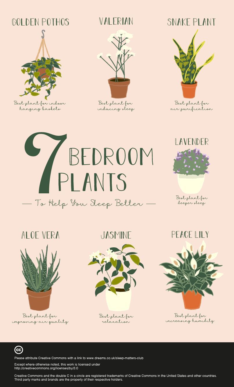7 Bedroom Plants to Help You Sleep Better - The Sleep Matters Club -   16 plants In Bedroom natural ideas