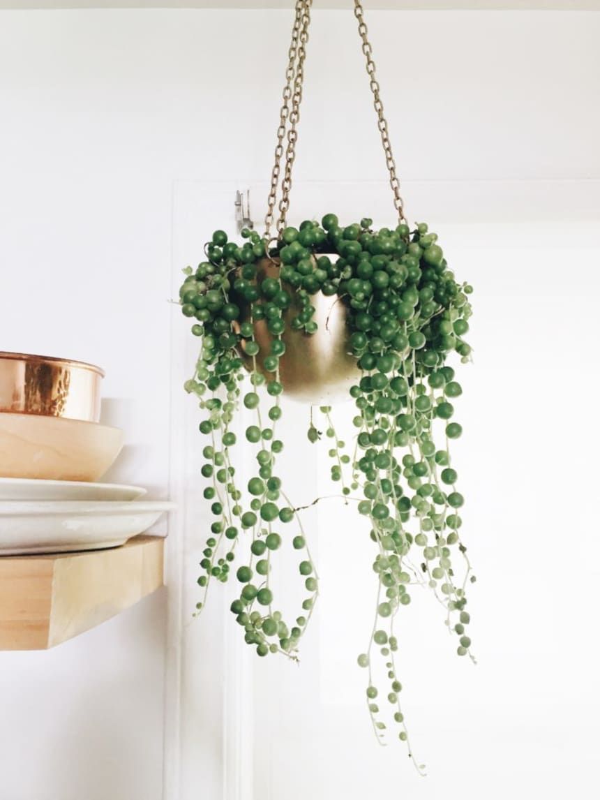 Indoor House Plants // -   16 plants In Bedroom natural ideas