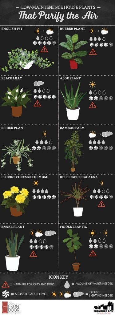 Top Ten House Plants Guide  - The Front Door By Furniture Row -   16 plants In Bedroom natural ideas