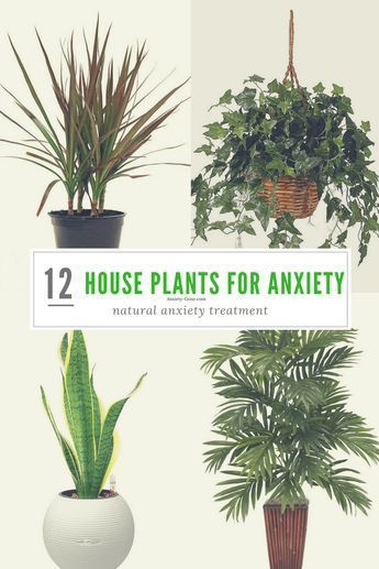 23 Powerful House Plants for Anxiety and Stress | Plants for Mental Health -   16 plants In Bedroom natural ideas