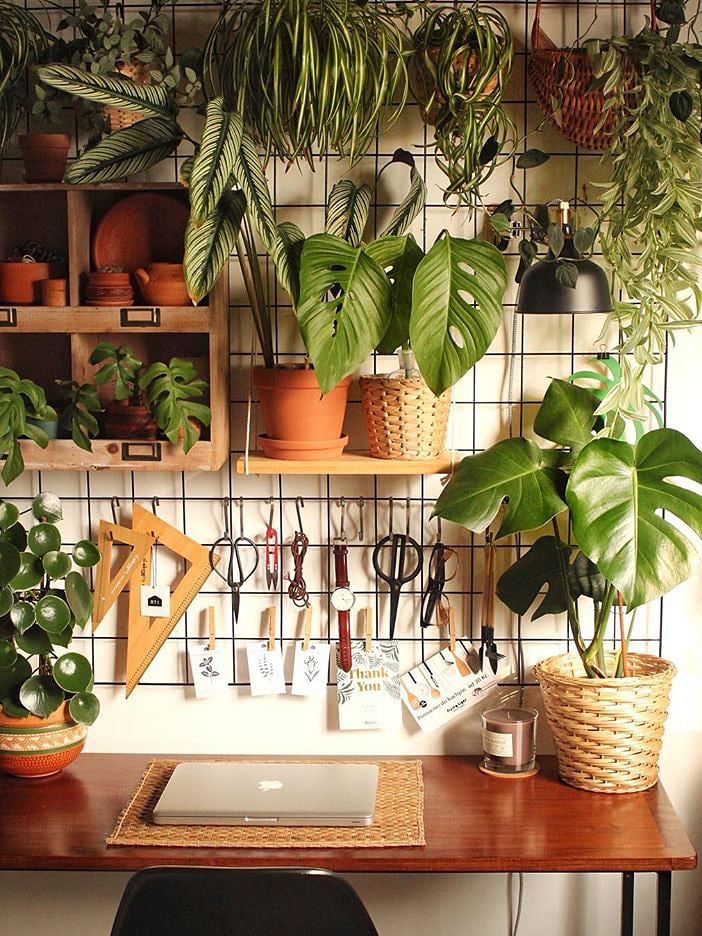 How to Care for Monstera Adansonii Plants Indoors -   17 planting Indoor desk ideas