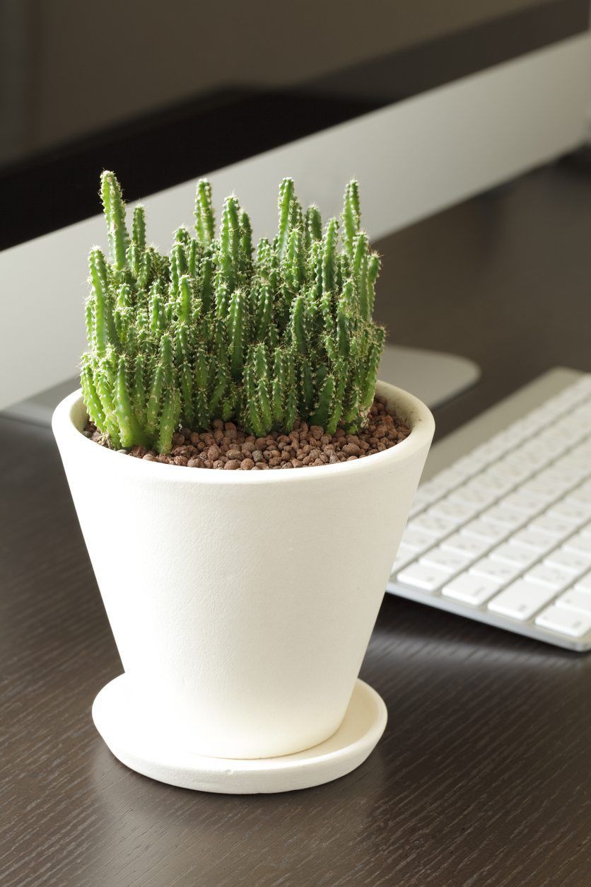 Caring For Desk Plants: Learn How To Care For An Office Plant -   17 planting Indoor desk ideas