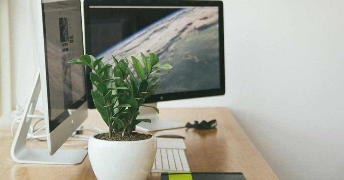 35+ Of The Best Indoor Plants For Your Home! | PlantCareToday -   17 planting Indoor desk ideas