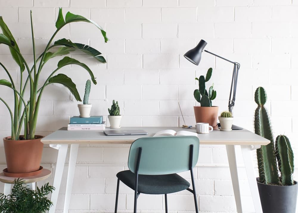 Bloomscape Just Dropped a New Line of Cacti That Will Bring the Desert to Your Desk -   17 planting Indoor desk ideas