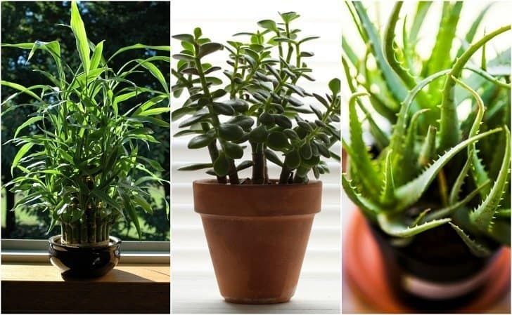 22 Practically Immortal Houseplants That Even You Can't Kill -   17 planting Indoor desk ideas