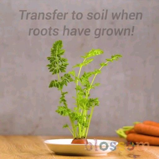 Grow your own plants рџЊ± plant hacks! -   18 plants House life ideas