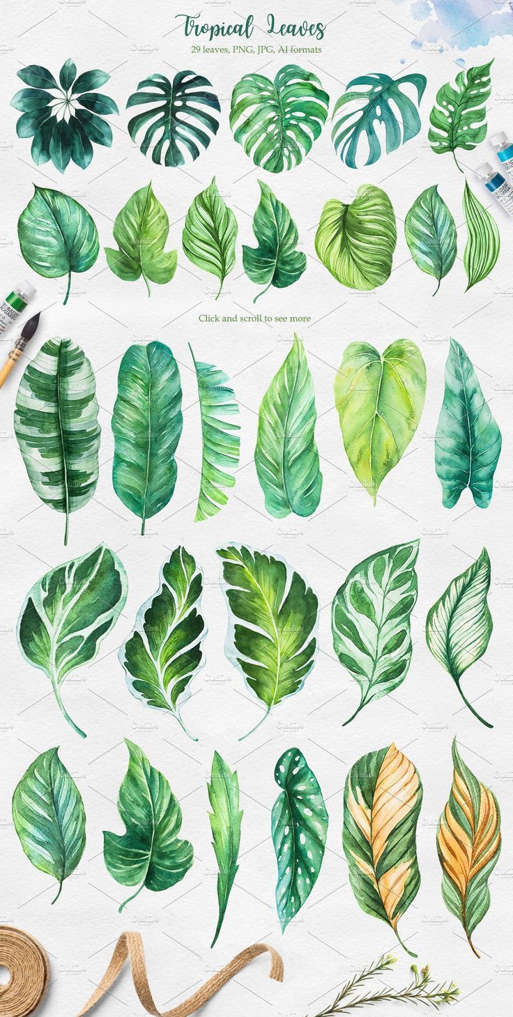 Tropical. Watercolor illustrations. -   12 plants Background painting ideas