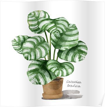 'Calathea Orbifolia - [Indoor Plant Love]' Poster by QLQS Art -   12 plants Background painting ideas