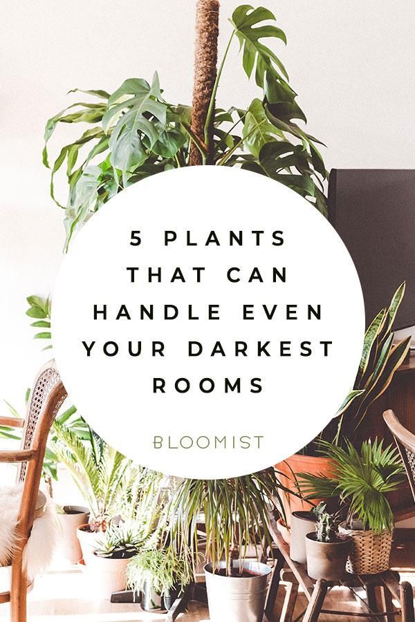 Low Light Plants: 5 Species That Shun The Sun -   14 basement planting Room ideas