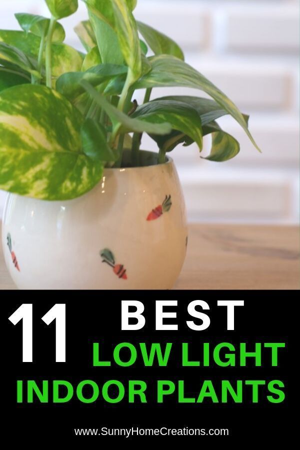 Best Low Light Indoor Plants -   14 basement planting Room ideas