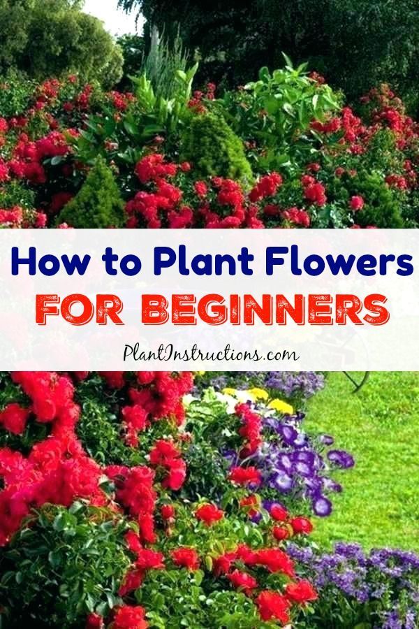 How to Plant Flowers For Beginners -   16 planting Flowers 101 ideas