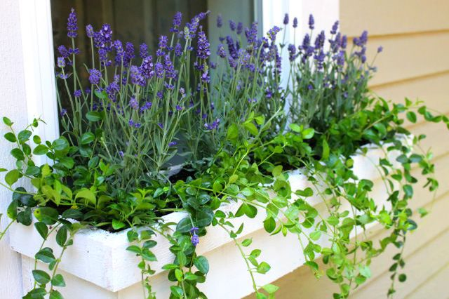 The Best Perennials to Plant in Window Boxes | eHow.com -   17 window planting Outdoor ideas