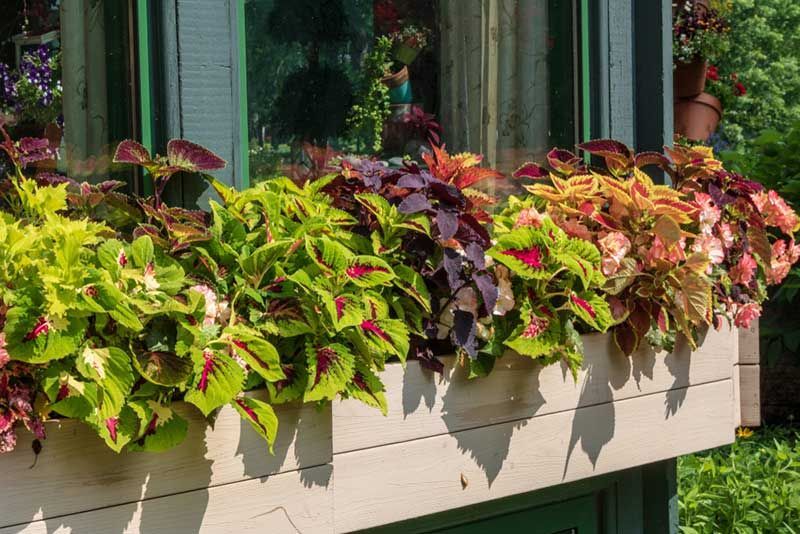 10 Best Flowers for Window Boxes in Shade -   17 window planting Outdoor ideas