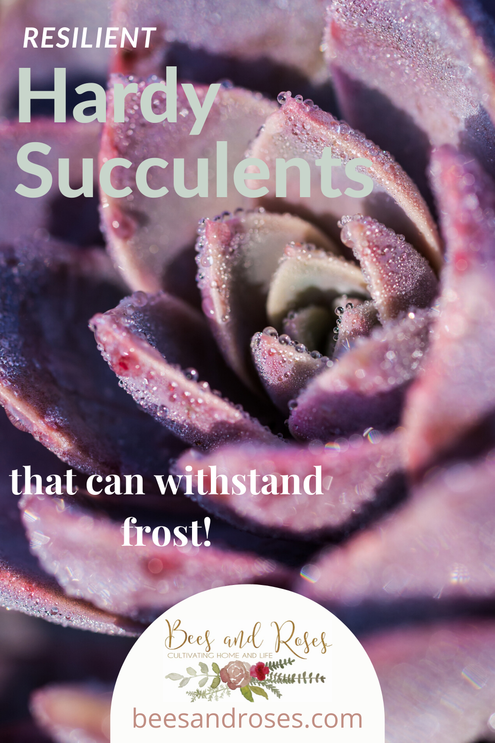 Resilient Hardy Succulents That Withstand Frost And Make The Rest Of Us Look Like Pansies -   19 plants Succulent winter ideas