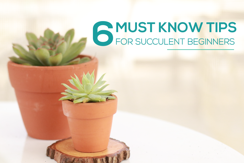 19 plants Succulent winter ideas