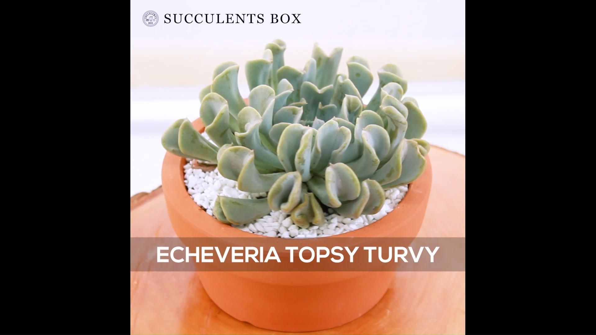 Echeveria Topsy Turvy -   19 plants Succulent winter ideas