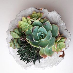 How To Take Care Of Succulents In The Winter/Succulent City -   19 plants Succulent winter ideas