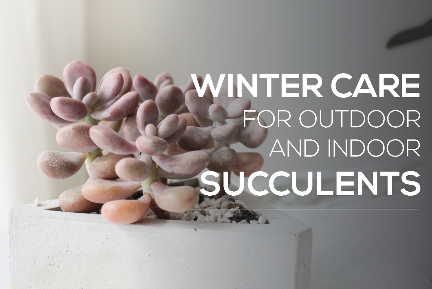 Indoor & Outdoor Winter Care Guide for Succulents -   19 plants Succulent winter ideas