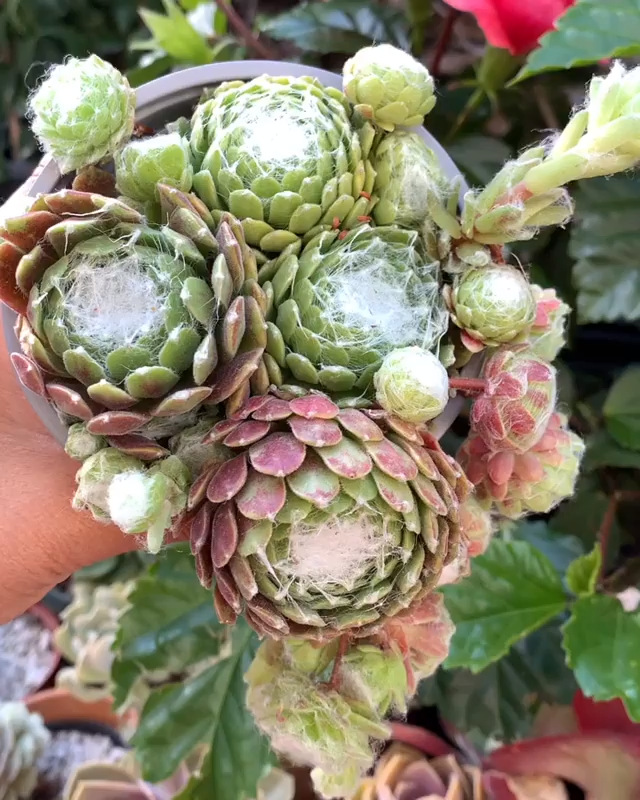 Sempervivum Cobweb -   19 plants Succulent winter ideas