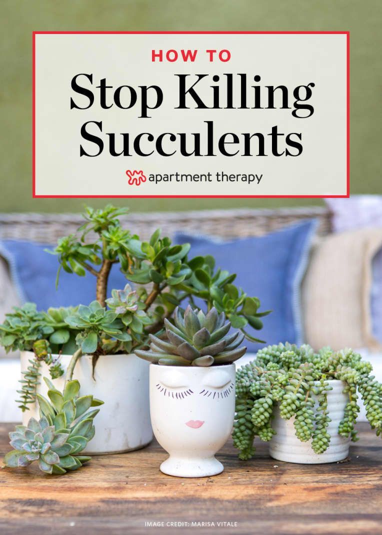 Is This The Reason You Keep Killing Your Succulents? -   19 plants Succulent winter ideas