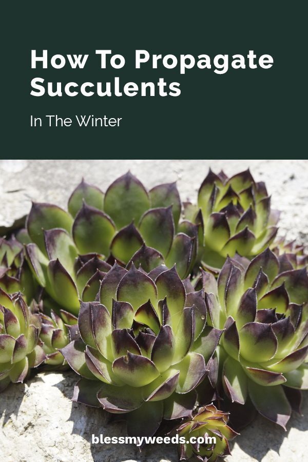 How to Propagate Succulents in the Winter -   19 plants Succulent winter ideas