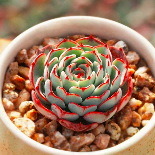 Echeveria sp El Encino -   19 plants Succulent winter ideas