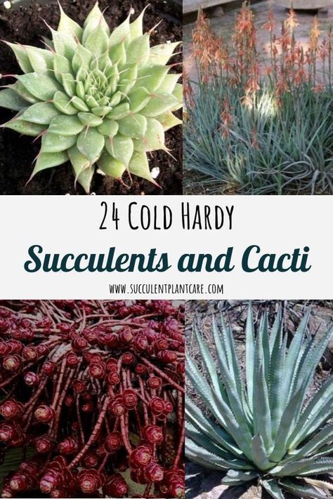 24 Cold Hardy Cacti and Succulents that Can Withstand Frost - Succulent Plant Care -   19 plants Succulent winter ideas