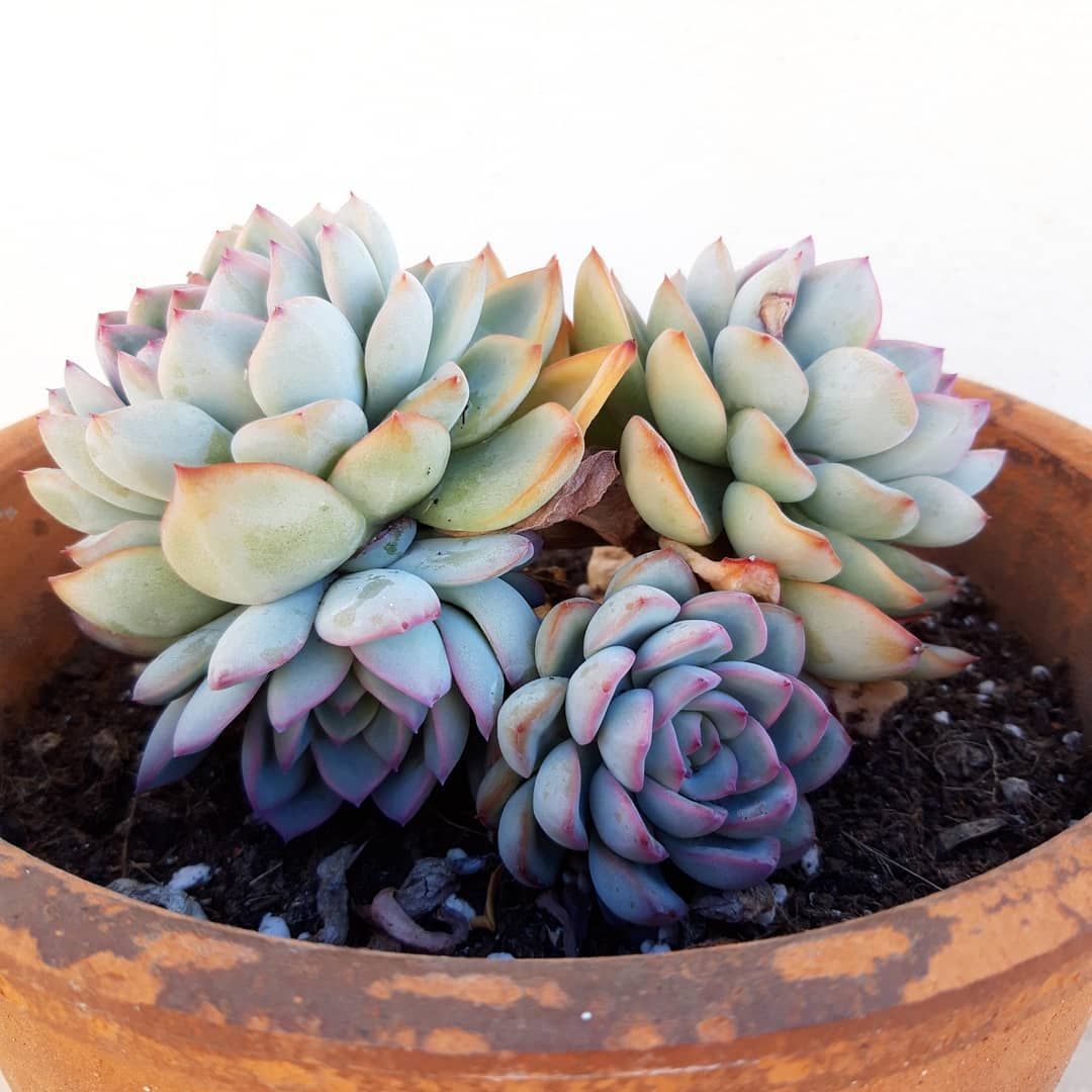 How To Care For Indoor Succulents During The Winter -   19 plants Succulent winter ideas
