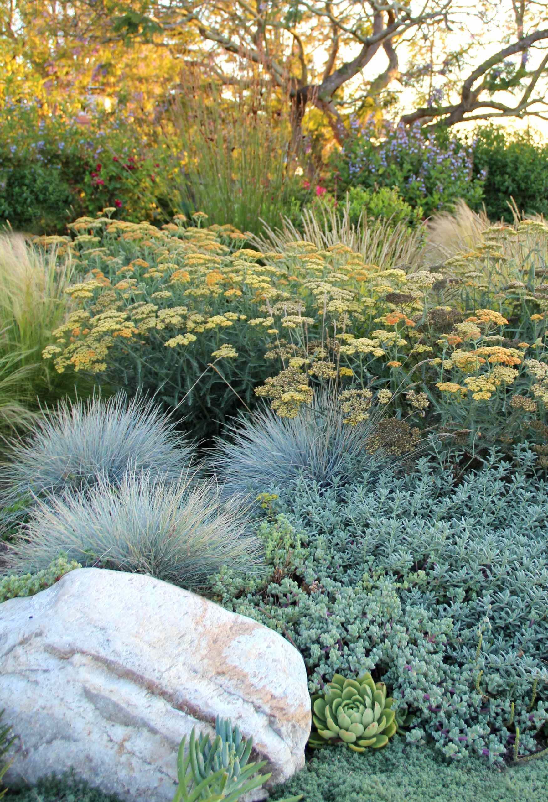 Ornamental Grass Is a Low-Maintenance, Drought-Resistant Plant Wonder -   12 garden design Mediterranean grass ideas