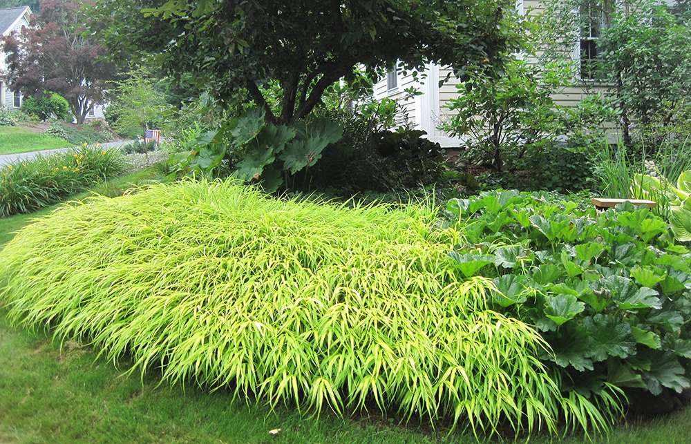 Hakone Grass - A Four Season Stunner — Enchanted Gardens -   12 garden design Mediterranean grass ideas