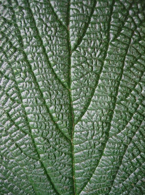15 plants Texture photography ideas