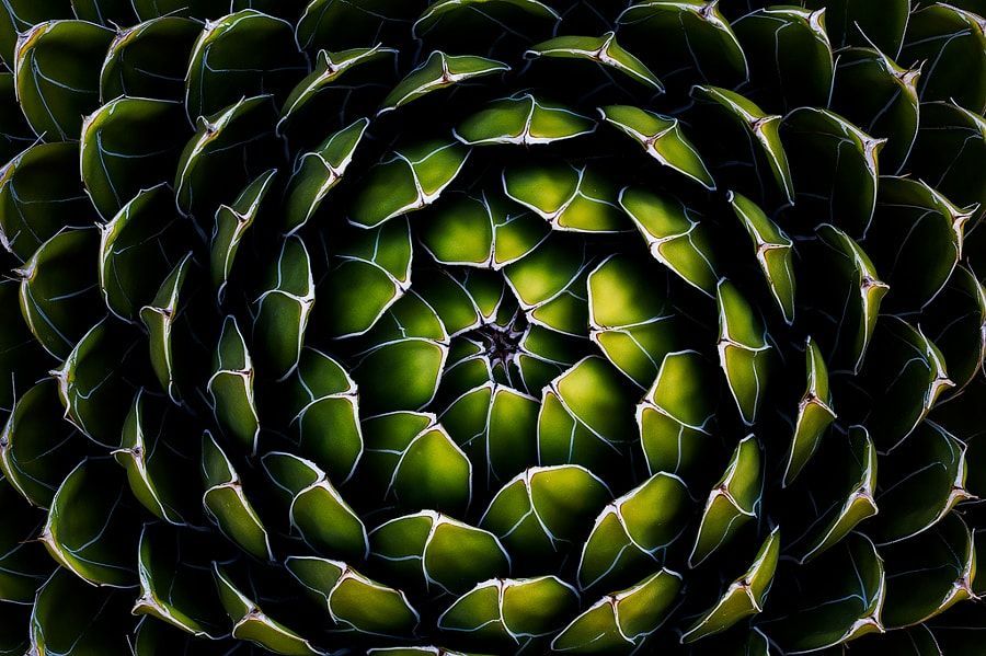 Using Repetition and Patterns in Photography -   15 plants Texture photography ideas